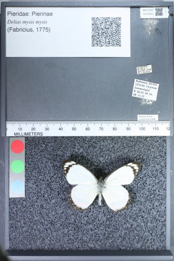 Media type: image;   Entomology 74551